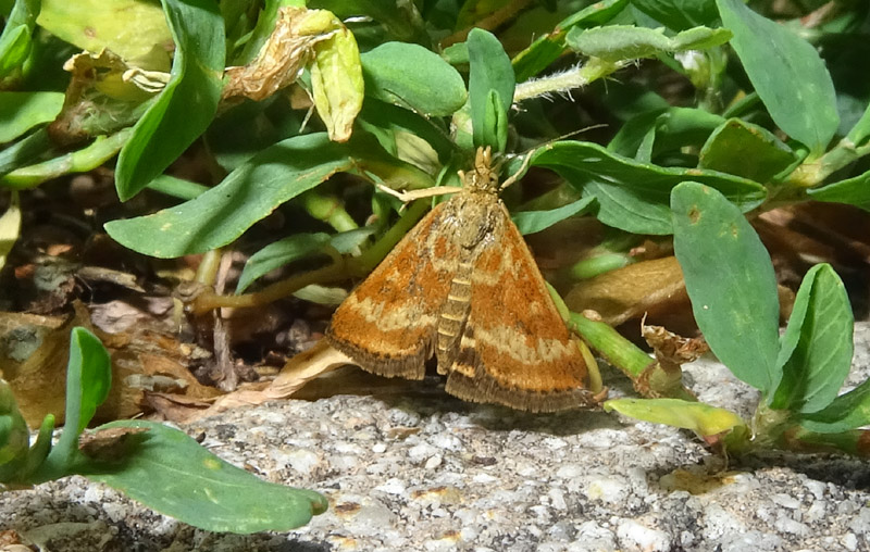 Pyrausta despicata - Crambidae